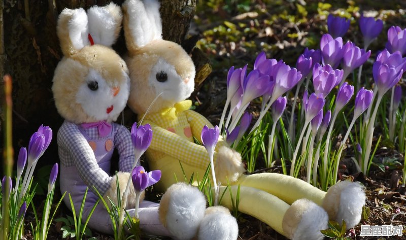 兔子掌管卯时的由来,翘是什么生肖 兔子掌管卯时的由来,翘是什么生肖 - 星座运势