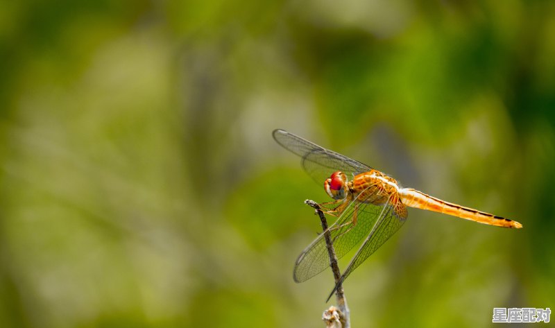 半枕常憎五夜鸡是啥子意思_十中七八成虚象,赢得三春两泪啼。这俩句是什么意思。求知道的帮忙解一下 半枕常憎五夜鸡是啥子意思_十中七八成虚象,赢得三春两泪啼。这俩句是什么意思。求知道的帮忙解一下 - 星座运势