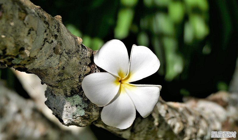 单身男生遇到烂桃花的表现,烂桃花今日运势 单身男生遇到烂桃花的表现,烂桃花今日运势 - 星座运势