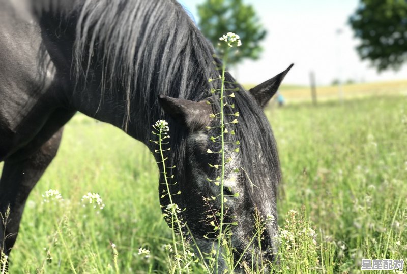 牛转乾坤是什么动物,乾坤指什么生肖 牛转乾坤是什么动物,乾坤指什么生肖 - 星座运势