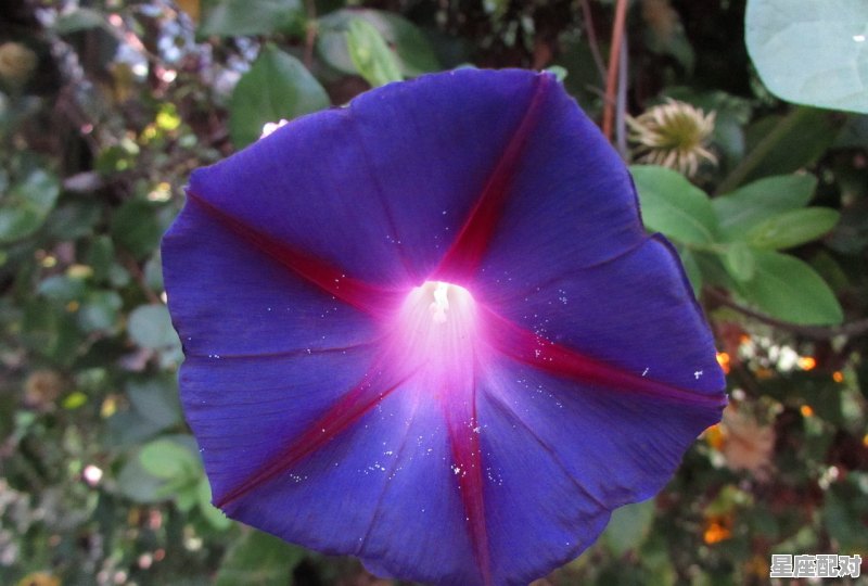 十二生肖里面兰花是什么生肖，兰花是什么生肖 - 星座运势