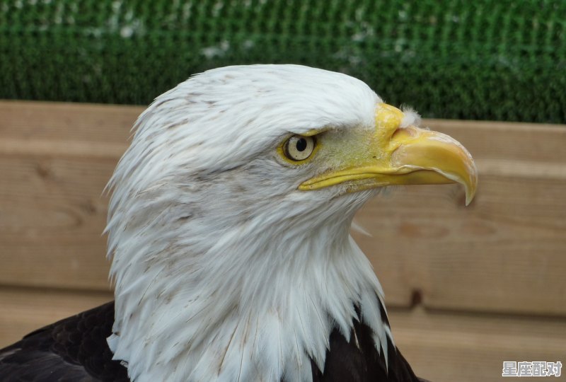 黄鳝与蛇怎么区别,梦到蛇和鱼 黄鳝与蛇怎么区别,梦到蛇和鱼 - 星座运势