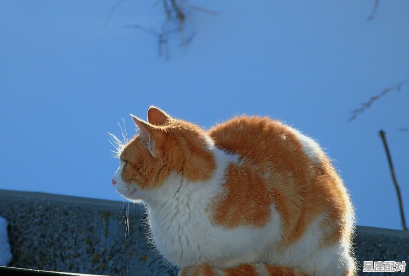 守先待后打一动物_守株待兔真愚蠢打一生肖 - 星座运势