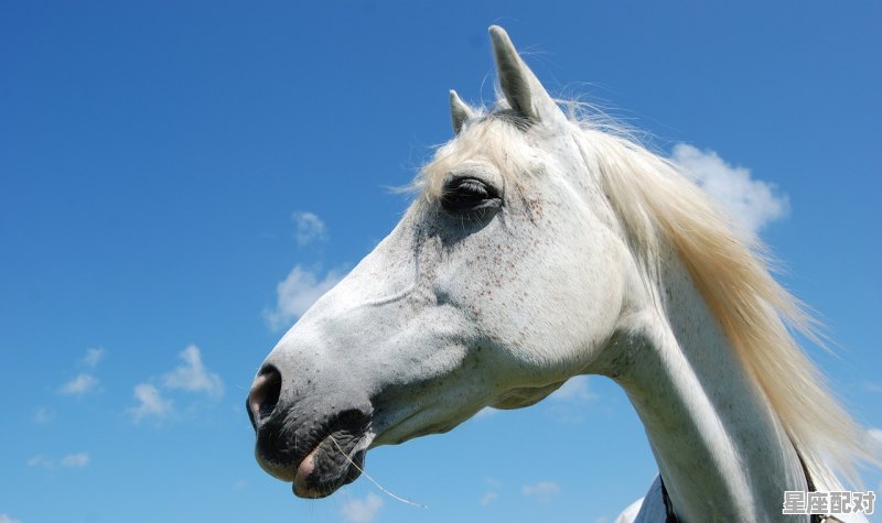 关于马的吉祥物，今日马儿的运势 - 星座运势