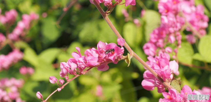 属猪的白羊座男生性格，属猪白羊座的性格 - 星座运势