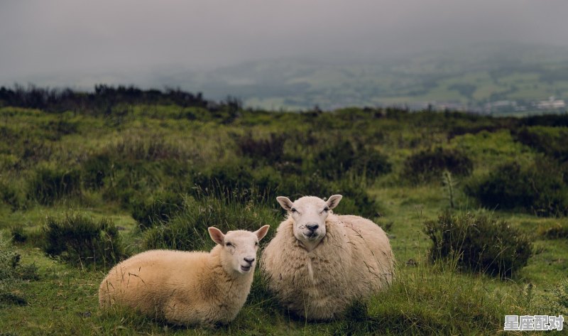 四季呈祥羊跃进。是什么意思，呈祥是什么生肖 - 星座运势