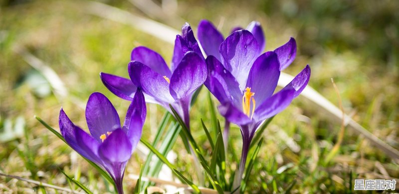 93年阳历7月26日出生的鸡是什么命，7月26是什么星座 - 星座运势