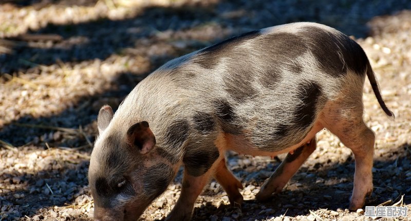 路边捡了头猪好吗_2021年12月10日什么属相当值 路边捡了头猪好吗_2021年12月10日什么属相当值 - 星座运势