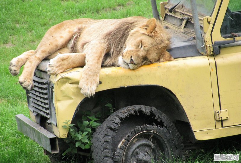 梦到狮子老虎,梦到狮子老虎 梦到狮子老虎,梦到狮子老虎 - 星座运势