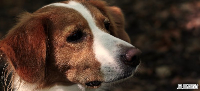 生肖犬今日运势,生肖犬今日运势 生肖犬今日运势,生肖犬今日运势 - 星座运势