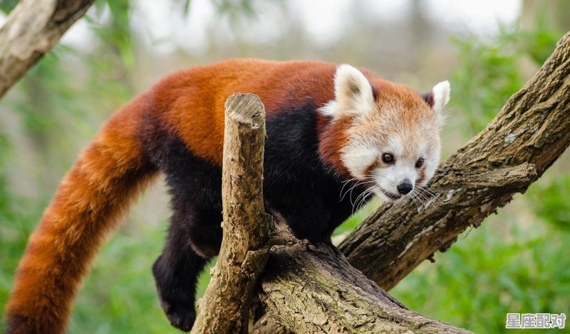 不服输表示什么动物_八仙过海什么生肖 不服输表示什么动物_八仙过海什么生肖 - 星座运势