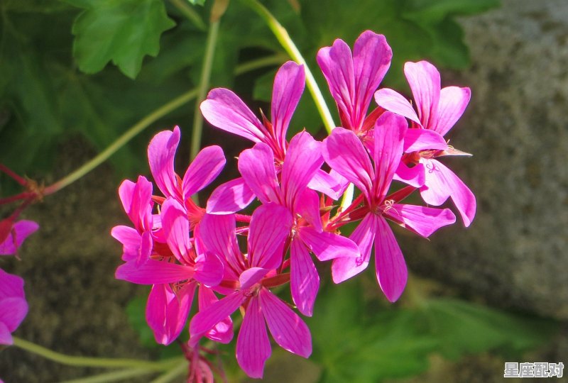 正月是什么星座_一月份一般是什么星座 正月是什么星座_一月份一般是什么星座 - 星座运势