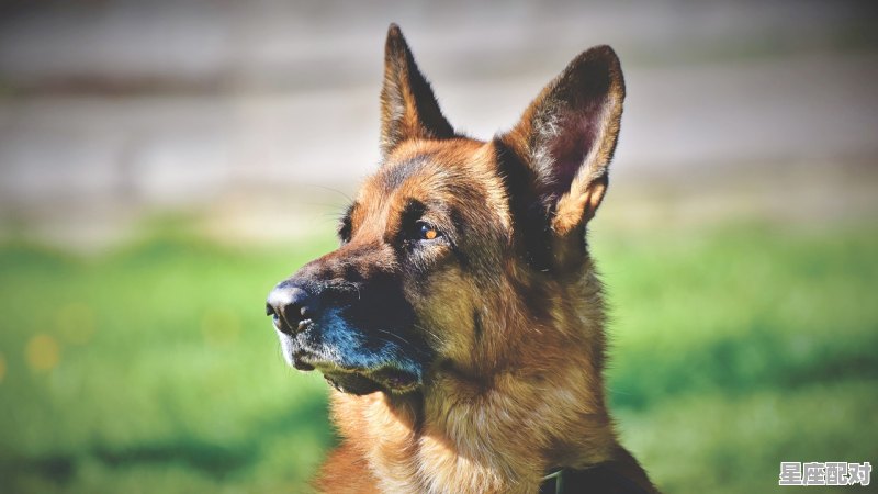 猪配什么生肖最好,猪配什么生肖最好 - 星座运势