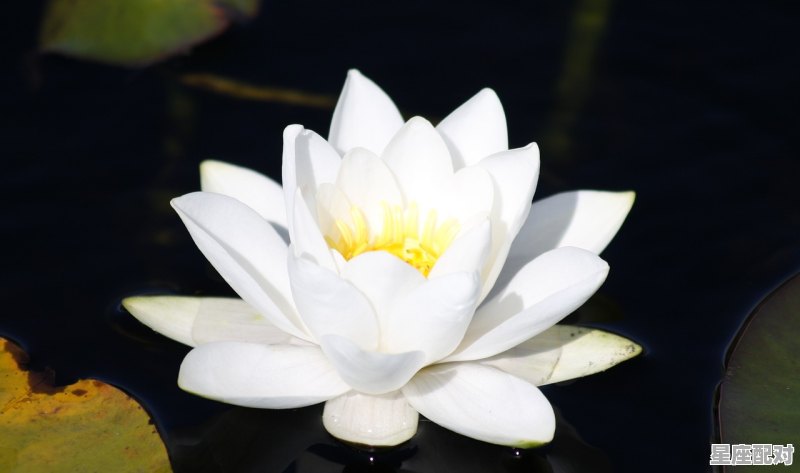 人到中年头发白了的说说_农作物成长日记 人到中年头发白了的说说_农作物成长日记 - 星座运势