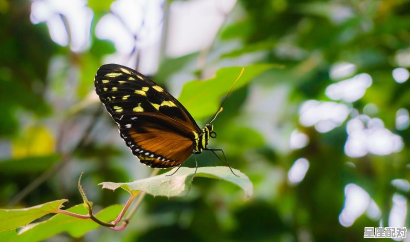 二分春色一分愁是什么动物,愁指什么生肖 二分春色一分愁是什么动物,愁指什么生肖 - 星座运势
