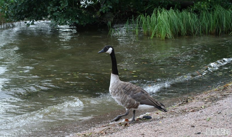 梦到一只鸡,梦到一只鸡 梦到一只鸡,梦到一只鸡 - 星座运势