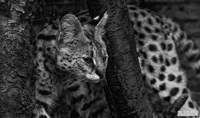 猫的卡通形象叫啥名,梦到大猫 猫的卡通形象叫啥名,梦到大猫 - 星座运势