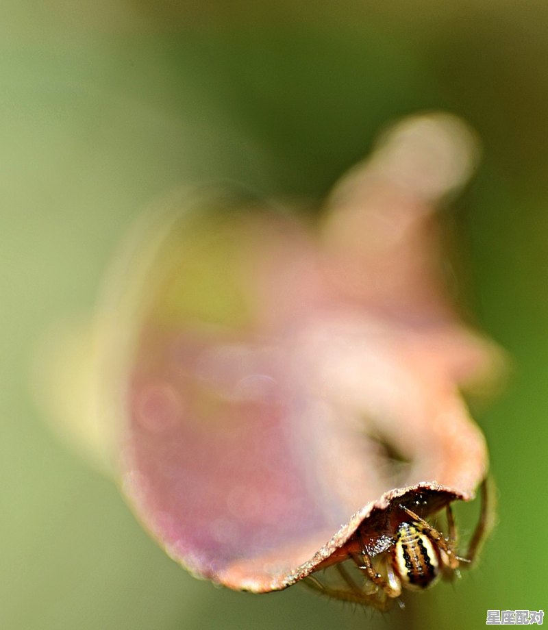 绿蜘蛛的寓意_茅山侦探通关攻略 - 星座运势