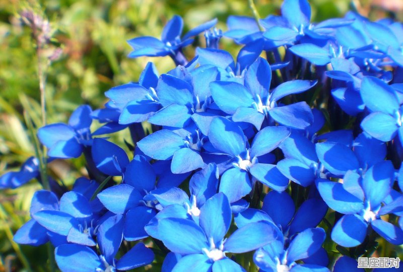 三月份是什么星座啊,是3月什么星座是什么星座 三月份是什么星座啊,是3月什么星座是什么星座 - 星座运势