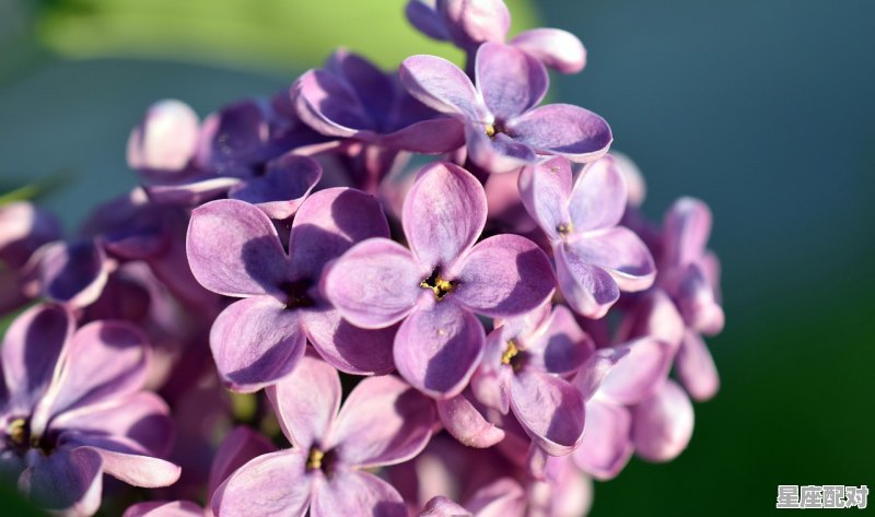 3月份的一般是什么星座_3月出生是什么星座准确 - 星座运势