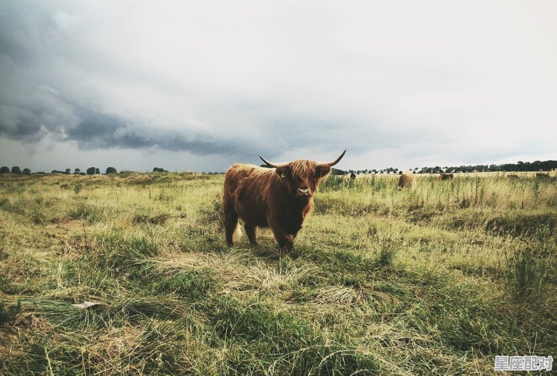飞黄腾达是什么动物,吹牛是什么生肖 - 星座运势