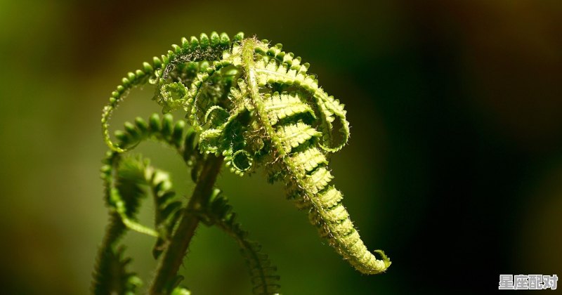 绿蓝偷得美人归指什么生肖_野肖又女肖是什么 绿蓝偷得美人归指什么生肖_野肖又女肖是什么 - 星座运势