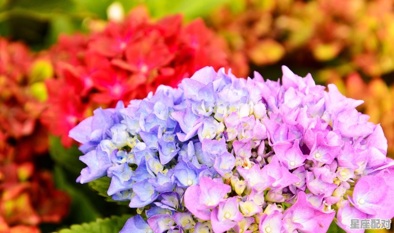 2月2号是什么星座阳历，2月2出生是什么星座的 - 星座运势