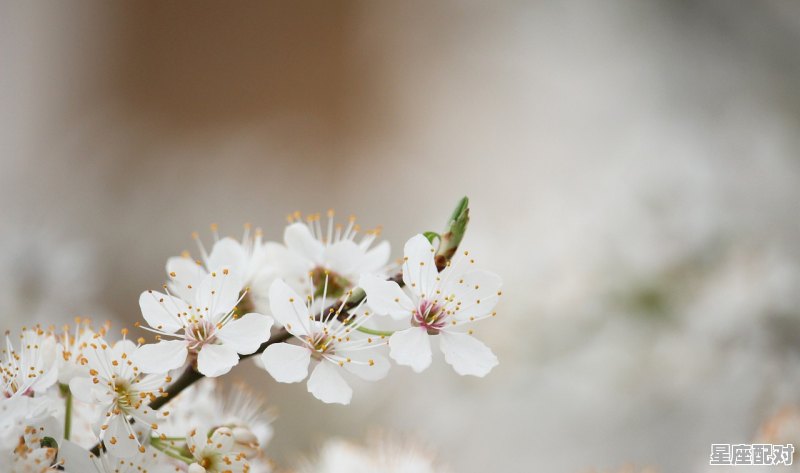 白羊座隐藏的另一种性格准到可怕,白羊座的性格类型 白羊座隐藏的另一种性格准到可怕,白羊座的性格类型 - 星座运势