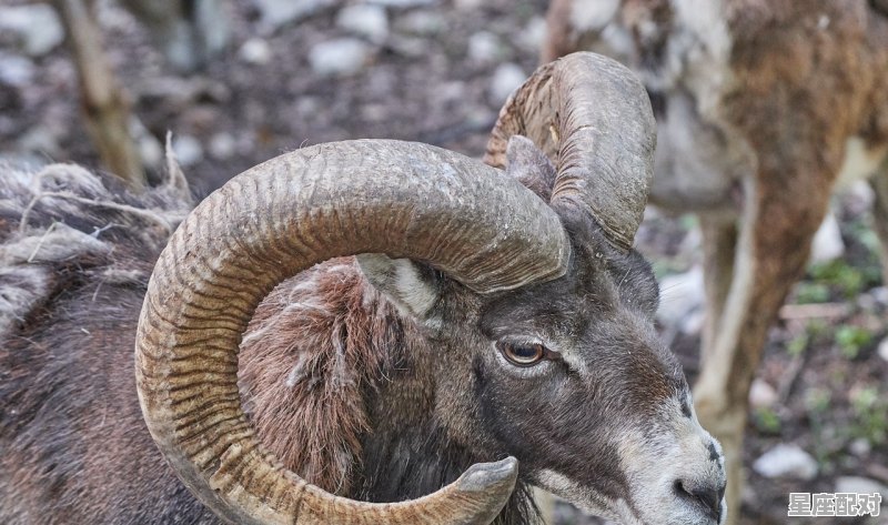属兔的是什么星座_白羊座的兔男配双子座的狗女 属兔的是什么星座_白羊座的兔男配双子座的狗女 - 星座运势
