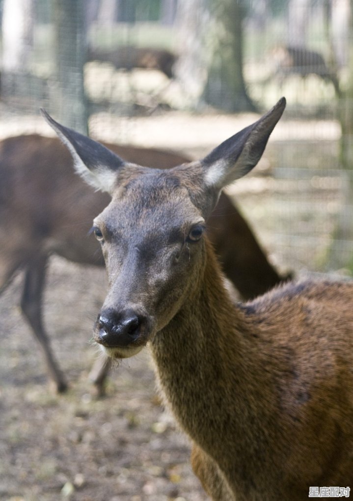 看见蛇皮怎么找到蛇窝，梦到蛇群 - 星座运势