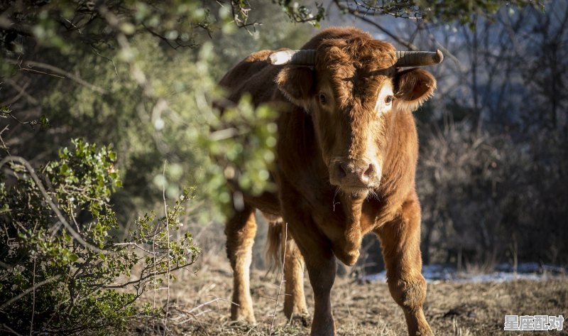 马波波心动信号 什么星座,属马的金牛座性格 - 星座运势