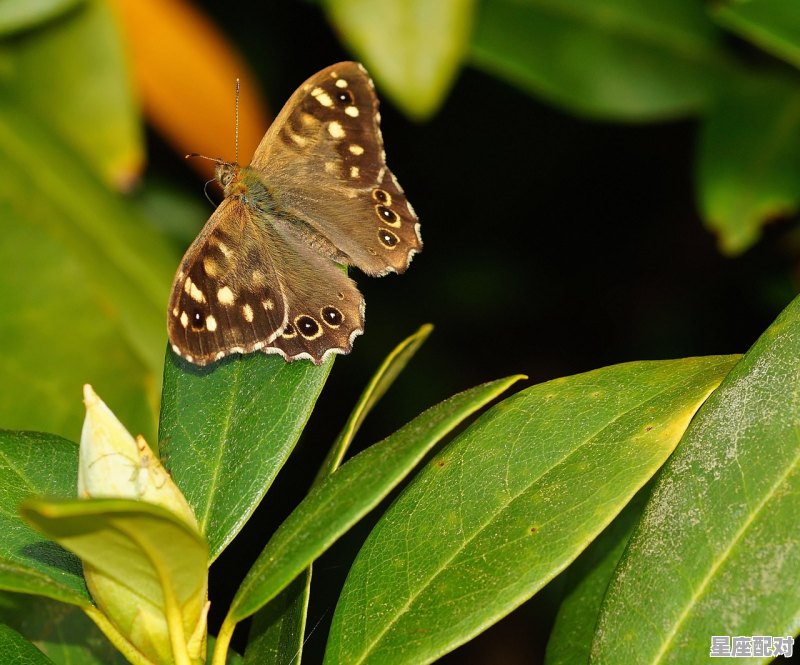 囊中存米清可数全文,梦到捉蛇 囊中存米清可数全文,梦到捉蛇 - 星座运势