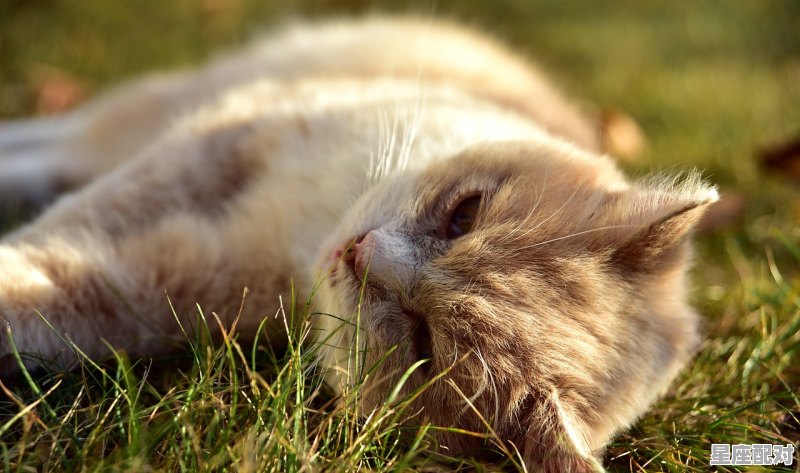 鸦巢生凤打一生肖,乌鸦是什么生肖 鸦巢生凤打一生肖,乌鸦是什么生肖 - 星座运势