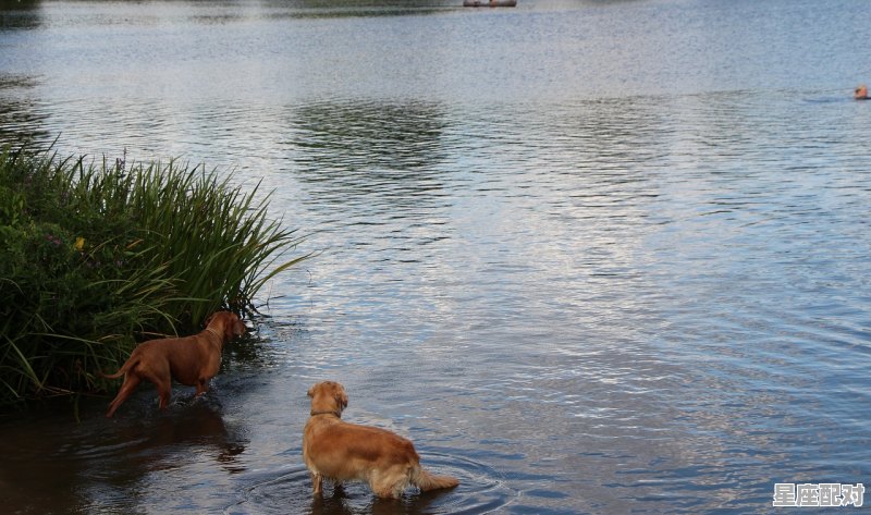 什么动物会游水,游泳是什么生肖 什么动物会游水,游泳是什么生肖 - 星座运势