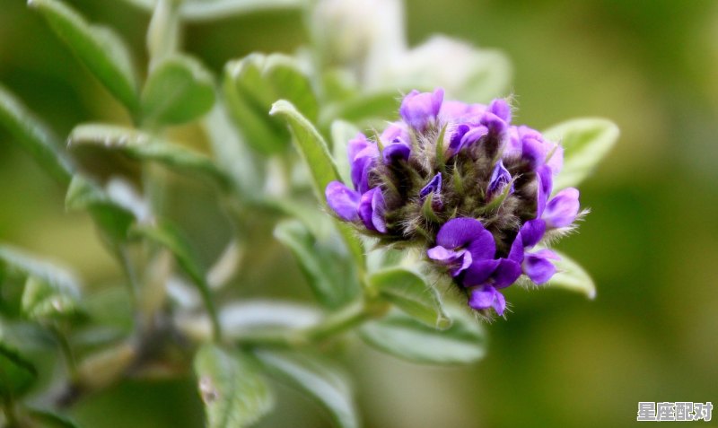 狮子座的介绍和特点,狮子座 什么星座 狮子座的介绍和特点,狮子座 什么星座 - 星座运势