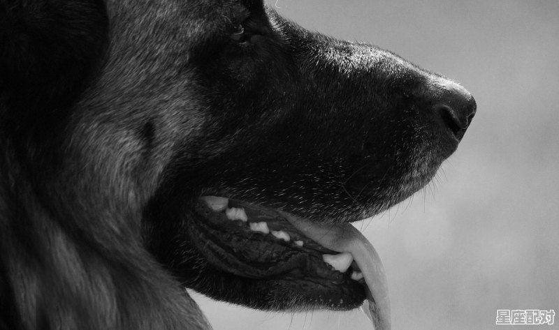 人会为什么动物莫哀_含血喷人代表什么动物 - 星座运势