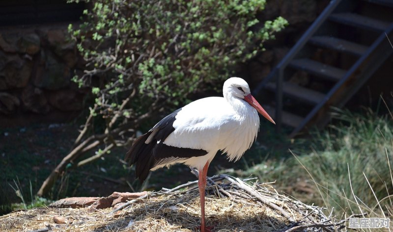 结婚前一晚男方家里有条小蛇是什么情况，梦到一条小蛇 - 星座运势