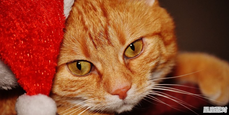 富有回乡去务农是什么动物_富有回乡去务农.猜一动物是什么 - 星座运势