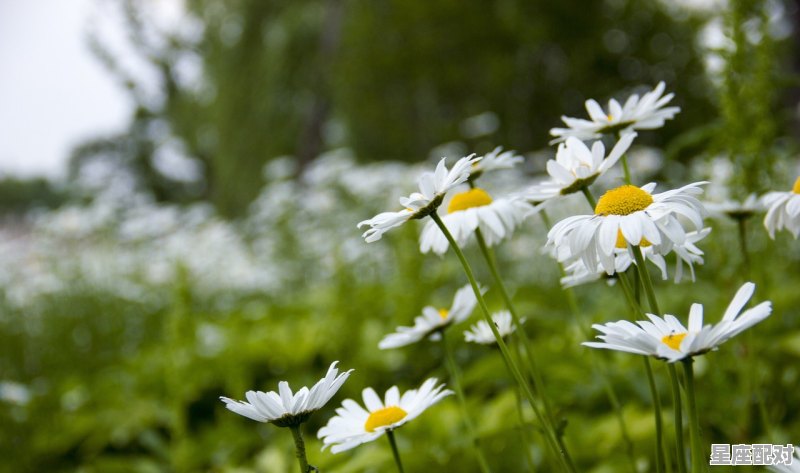 七月份是什么星座的,七月星座是什么星座 - 星座运势