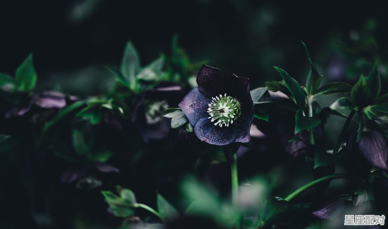 心地诚实善良的星座女_12星座的性格是善良还是恶毒 - 星座运势