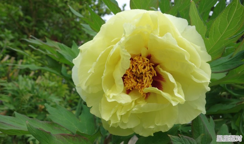 牡丹肉是什么动物,牡丹是什么生肖 牡丹肉是什么动物,牡丹是什么生肖 - 星座运势