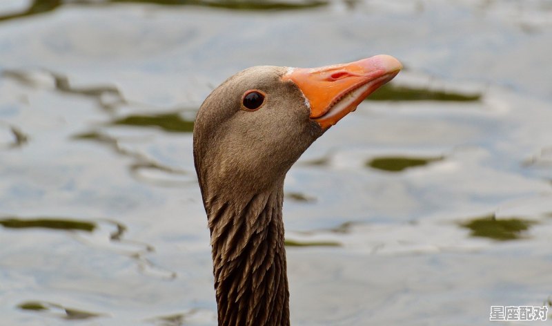 猪八戒代表什么数字_什么动物独立自主 - 星座运势