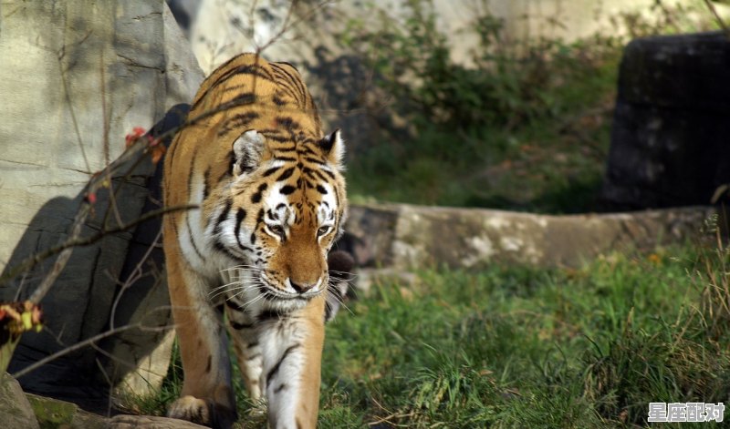 五福临门解什么动物,五福指什么生肖 五福临门解什么动物,五福指什么生肖 - 星座运势