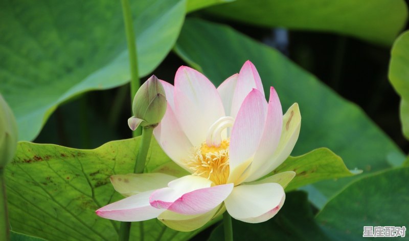 2021年十二月二号属相,十二月是什么生肖 - 星座运势