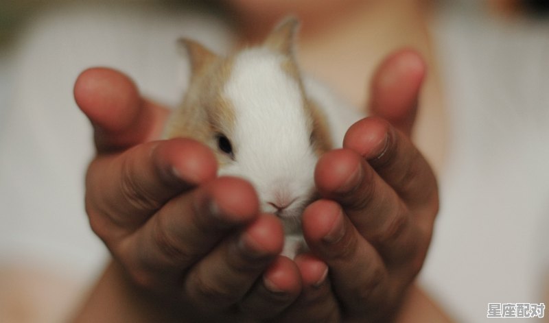 2022虎年属猪的吉祥物是什么_1959年是属猪不 - 星座运势