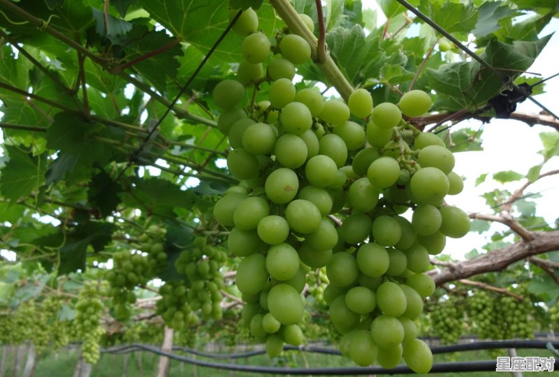 摘葡萄什么意思，梦到摘葡萄 - 星座运势