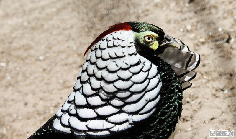 什么动物跑的快_文玩里跑得快指的动物是啥 - 星座运势