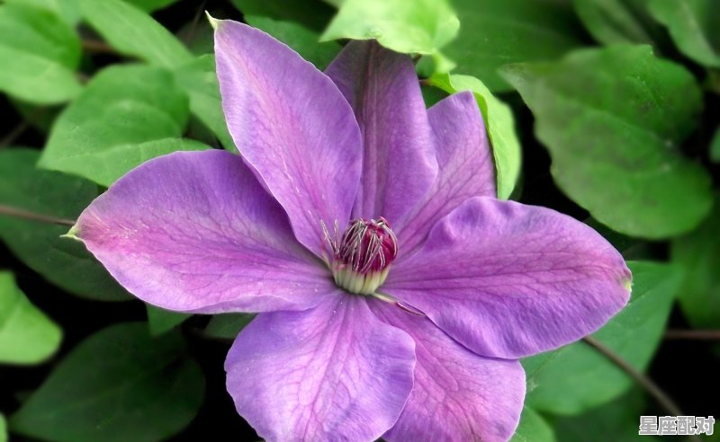 一月底到二月初是什么星座,二月出生是什么星座 一月底到二月初是什么星座,二月出生是什么星座 - 星座运势