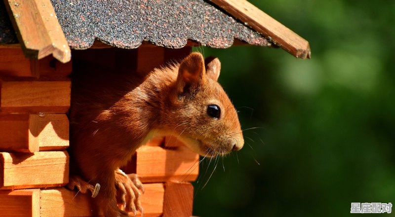 前方艳阳打一动物，高照是什么生肖 - 星座运势