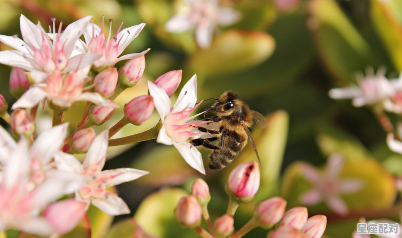广东是过七月十四还是七月十五_广州炮仗花开放时间 - 星座运势